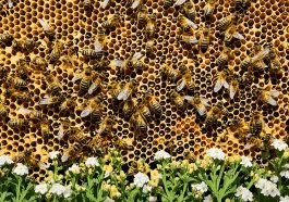 Tag der Biene