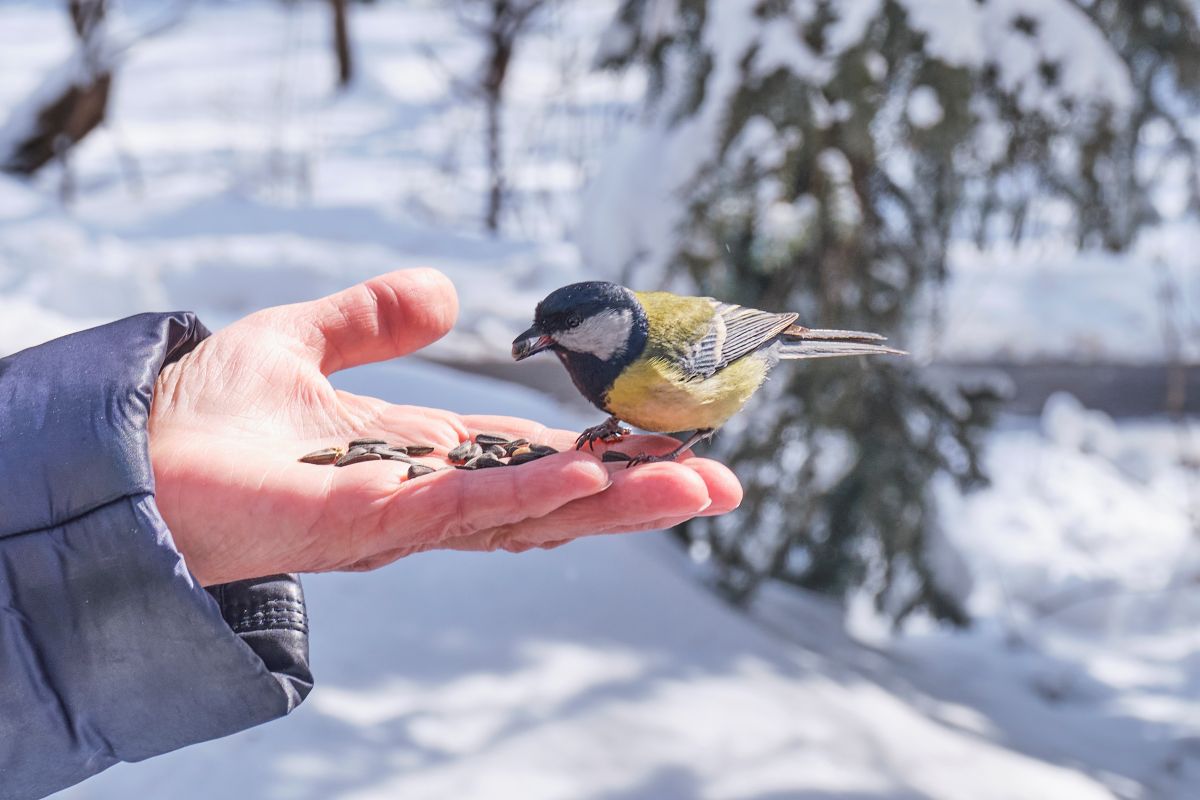 Winterfütterung - Was mögen Vögel im Winter?