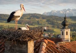 Störche bei Störchen-Kameras beobachten - und die Orte dann live besuchen