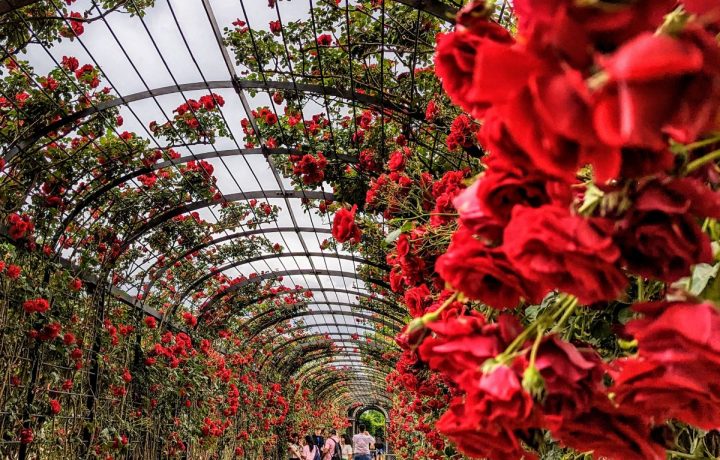 Passende Orte für einen Heiratsantrag in Wien beim Spaziergang in Wien entdecken - individuell und passend wählen