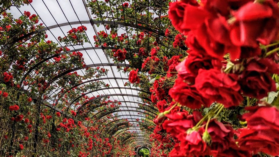 Passende Orte für einen Heiratsantrag in Wien beim Spaziergang in Wien entdecken - individuell und passend wählen